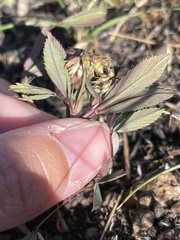 Trifolium palmeri