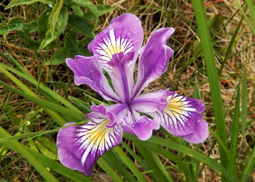 Oregon iris