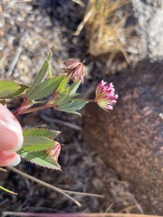 Trifolium palmeri