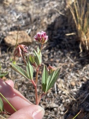 Trifolium palmeri