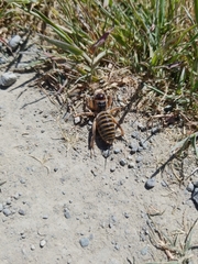 Ammopelmatus pictus