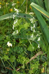 Linaria chalepensis