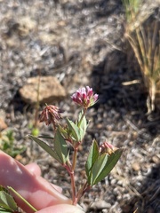 Trifolium palmeri