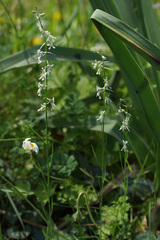 Linaria chalepensis