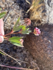 Trifolium palmeri