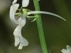 Linaria chalepensis