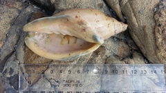 Alcithoe arabica