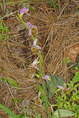 Ophrys fuciflora heterochila