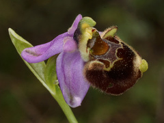 Ophrys fuciflora heterochila