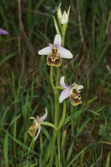 Ophrys fuciflora heterochila