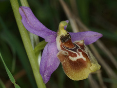 Ophrys fuciflora heterochila