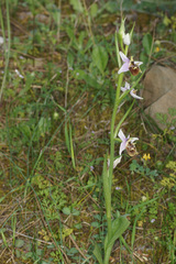 Ophrys fuciflora heterochila