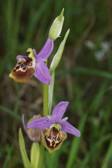 Ophrys fuciflora heterochila
