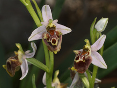 Ophrys fuciflora heterochila