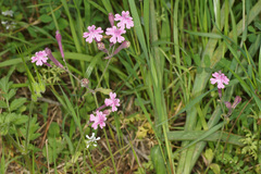 Silene aegyptiaca