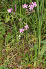Silene aegyptiaca