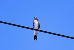 Stelgidopteryx serripennis ridgwayi