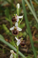 Ophrys fuciflora heterochila
