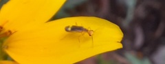 Malthinus occipitalis