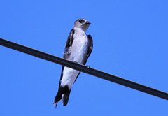 Stelgidopteryx serripennis ridgwayi