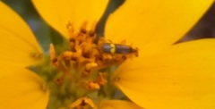 Malthinus occipitalis