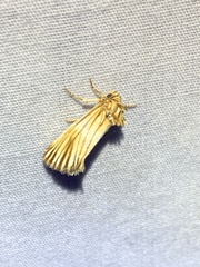 Eulithosia discistriga