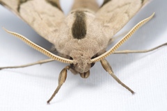 Smerinthus planus