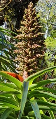 Dracophyllum elegantissimum