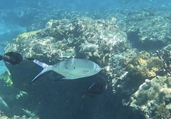 Trachinotus baillonii