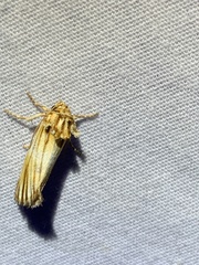 Eulithosia discistriga