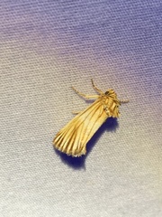 Eulithosia discistriga