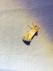 Eulithosia discistriga