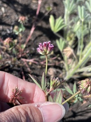 Trifolium palmeri