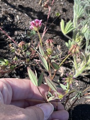 Trifolium palmeri