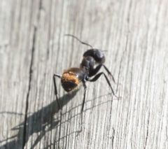 Camponotus chrysurus