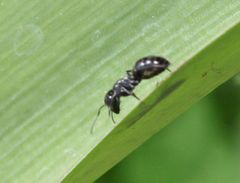 Camponotus errabundus