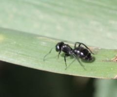 Camponotus errabundus