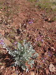 Astragalus calycosus