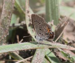 Freyeria trochylus