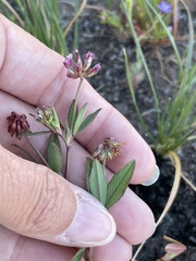 Trifolium palmeri