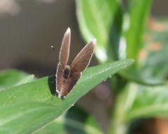 Eicochrysops hippocrates