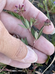 Trifolium palmeri