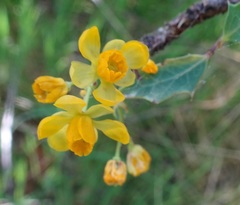 Berberis haematocarpa