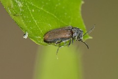 Xyletininae