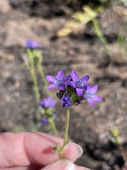 Gilia nevinii