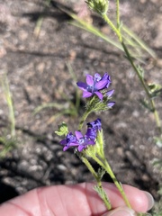 Gilia nevinii