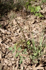 Tauschia kelloggii