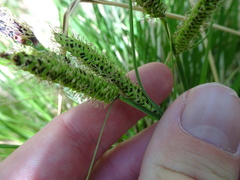 Carex senta