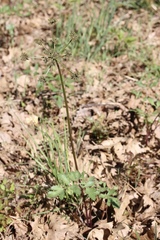 Tauschia kelloggii