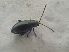 Phyllotreta nigripes